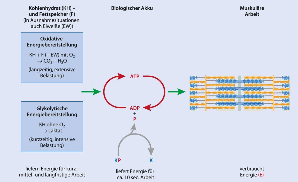Oxidative und glykolytische Energiebereitstellung